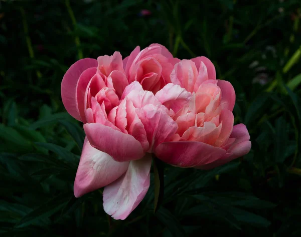 Roze Pioen Met Donkergroene Bladeren Bloeien Zomer Close Achtergrond — Stockfoto