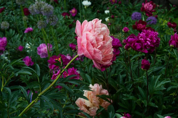 Pivoine Rose Dans Prairie Fleurs Fleurissant Arrière Plan Été — Photo