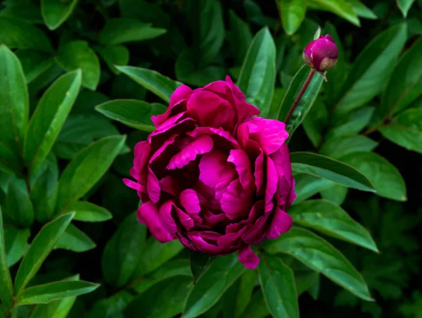 Dunkelrosa Pfingstrose Mit Dunkelgrünen Blättern Die Sommer Garten Blühen — Stockfoto