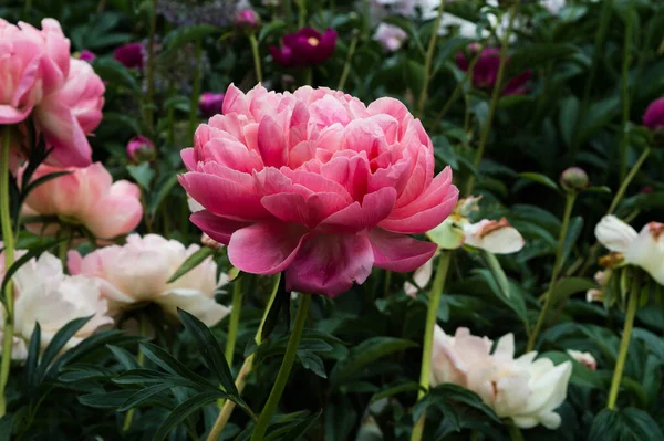 Buisson Pivoine Rose Avec Des Feuilles Vert Foncé Fleurissant Dans — Photo