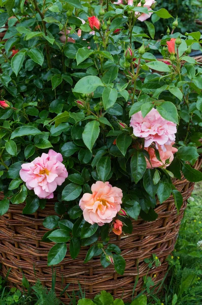 Rosas Color Rosa Pastel Canasta Marrón Floreciendo Verano Fondo Del — Foto de Stock
