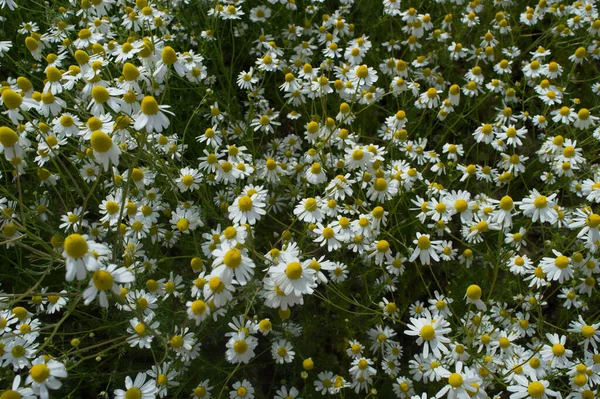 Chamomile Flowers Blooming Summer Background — Stock Photo, Image