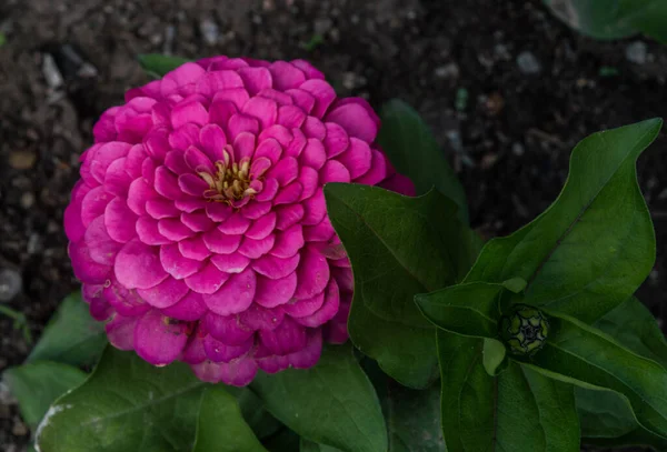 Fleur Zinnia Rose Avec Des Feuilles Vertes Fleurissant Arrière Plan — Photo
