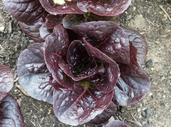 Head Lettuce Growing Row Garden Close — Stock Photo, Image