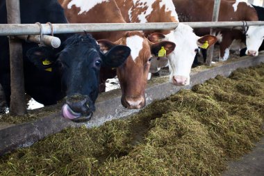 Çiftlikteki birçok inek besleniyor ve sağılıyor.