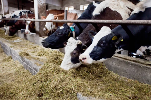 Muitas Vacas Fazenda São Alimentadas Ordenhadas Fotografia De Stock