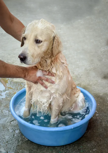 Czas kąpieli zdrowia psa — Zdjęcie stockowe