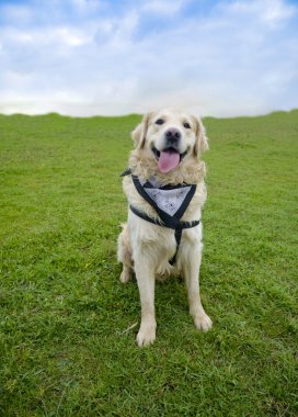 Köpek Golden Retriever gülümseyen 