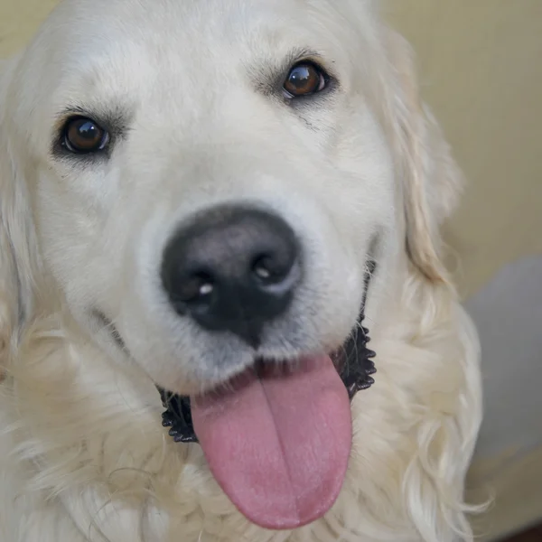 Smiling hond Gouden Retriever — Stockfoto