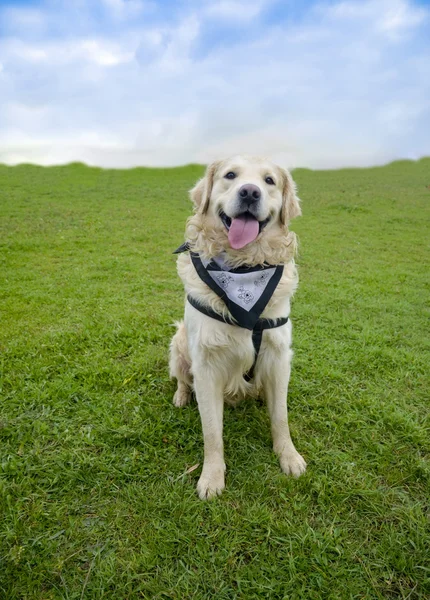 Uśmiechnięty pies Golden Retriever — Zdjęcie stockowe