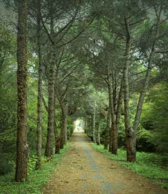 Sonbahar zaman, ağaç yolu tüneli