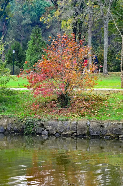 Scène d'automne. Arbres et feuilles d'automne — Photo