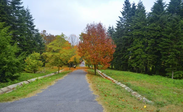 Scena d'autunno. Cadere alberi e foglie — Foto Stock