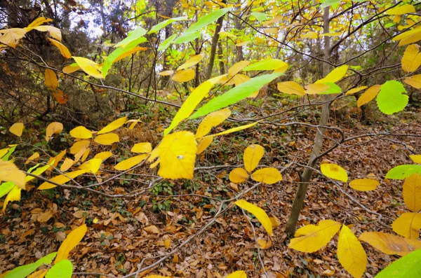 Scène d'automne. Arbres et feuilles d'automne — Photo