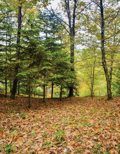 Scena d'autunno. Cadere alberi e foglie — Foto Stock