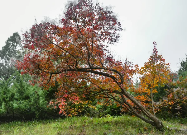 Scena d'autunno. Cadere alberi e foglie — Foto Stock