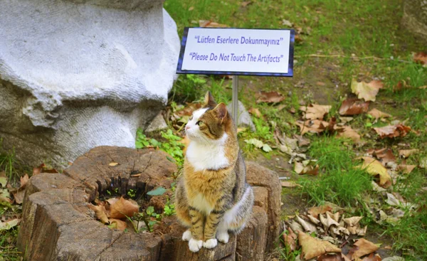 Museu de Arqueologia "Por favor, não toque nos artefatos" Gatos em frente ao sinal — Fotografia de Stock