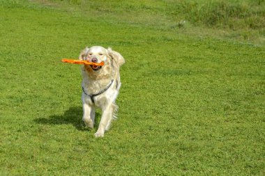 Golden retriever köpek uzun saçlı 