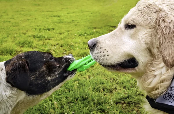 Golden retriever hond met lange haren — Stockfoto