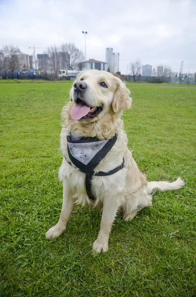 Golden retriever pies z długimi włosami — Zdjęcie stockowe