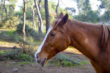 Atlar, Buyukada serbest gezinen atları