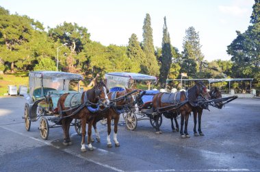 Phaeton (başı) atlar