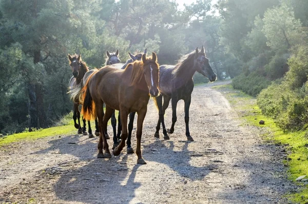 Horses, Free-Range Horses in Buyukada — Stock Photo, Image
