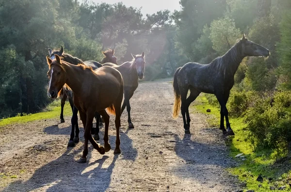 Horses, Free-Range Horses in Buyukada — Stock Photo, Image