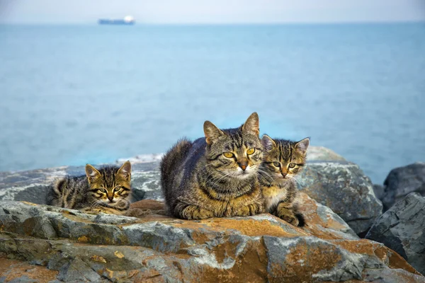 Mãe no mar rochas família de gatos e gatinhos — Fotografia de Stock