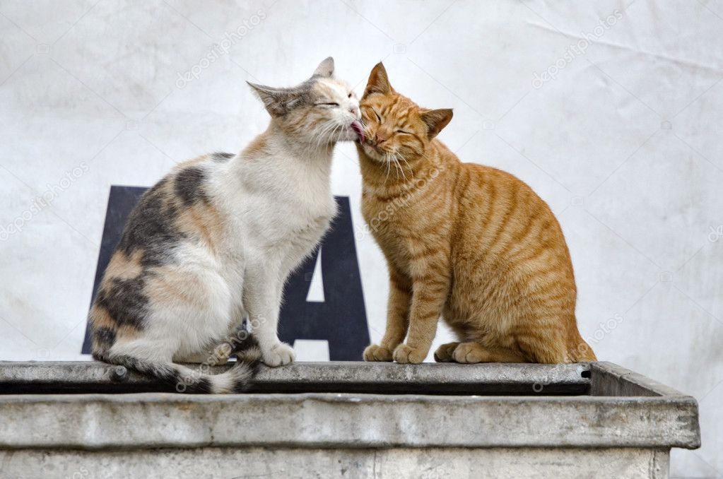 Cats in Love 