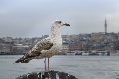 Martılar Istanbul
