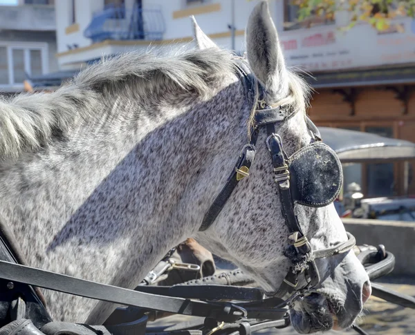 马头和马的护目镜, 马的运输 — 图库照片