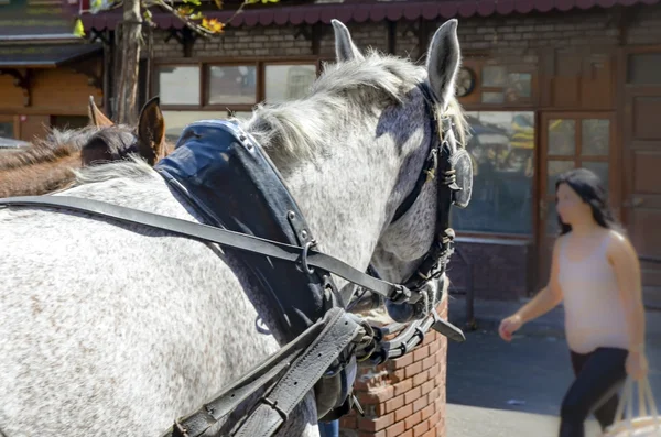 Olha para os Óculos de Cavalo, Carruagem de Cavalo — Fotografia de Stock