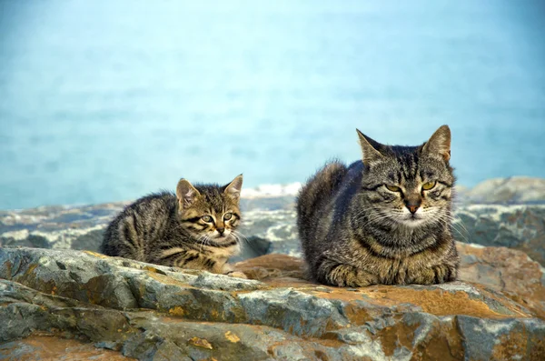 Mãe no mar rochas família de gatos e gatinhos — Fotografia de Stock