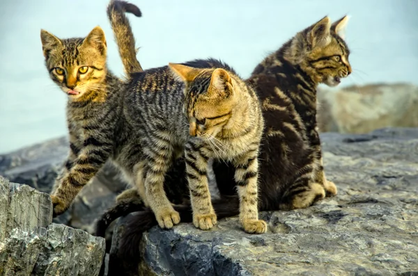 Madre en el mar rocas familia de gatos y gatitos — Foto de Stock