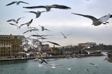 Haydarpaşa, ile lots-in uçan martıları rıhtımın.