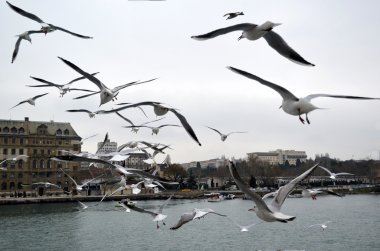 Haydarpaşa, ile lots-in uçan martıları rıhtımın.