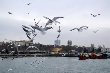 Istanbul, Kadıköy iskele üzerinde dans eden martılar