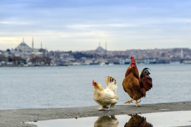 Horoz ve tavuk Istanbul boğazı