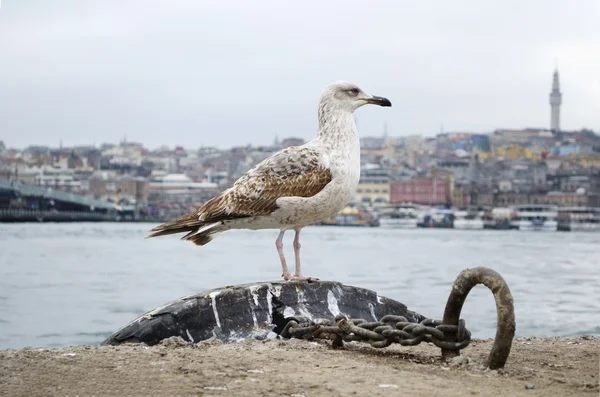 The seagulls Istanbul — Stock Photo, Image