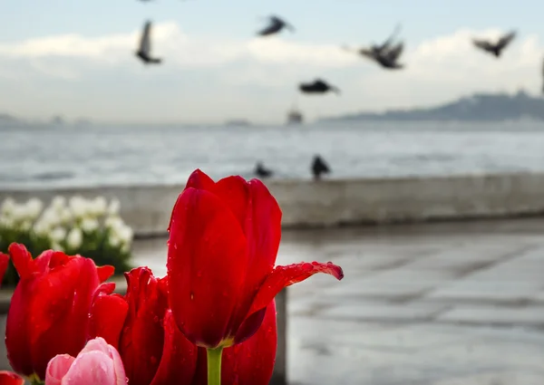 Istanbul Küste, Vögel und Regentropfen nach Tulpen — Stockfoto