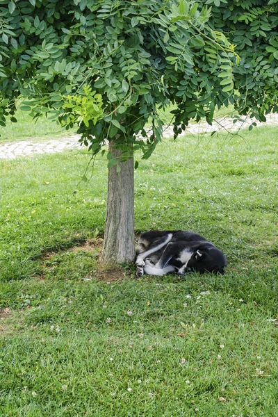 Schattige hond moe slapen — Stockfoto