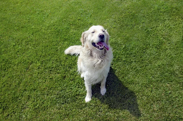 Szczęśliwa i uśmiechnięta Golden Retriever traw stanowią — Zdjęcie stockowe