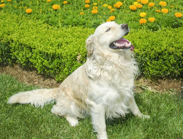 Szczęśliwa i uśmiechnięta Golden Retriever kwiaty stanowią — Zdjęcie stockowe