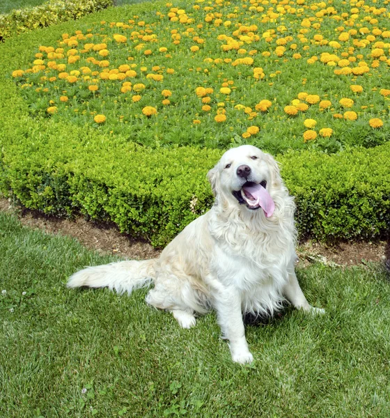 Gelukkig en lachende Golden Retriever bloemen vormen — Stockfoto