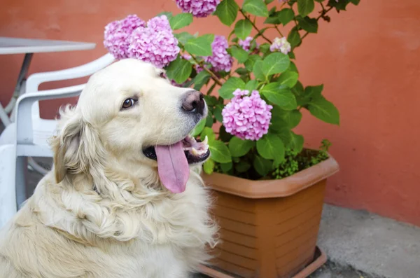 Szczęśliwa i uśmiechnięta Golden Retriever kwiaty stanowią — Zdjęcie stockowe