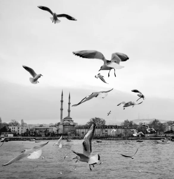 Istambul, Kadikoy dançando gaivotas no cais — Fotografia de Stock
