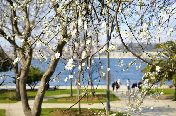 Flowering trees, spring blossoms, spring flowers.