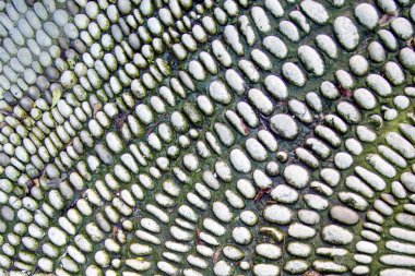 Yosunlu çakıl. Arka plan doku eski çakıl yüzeyi.