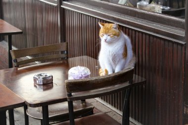 kafeterya masada, şirin bir kedi.